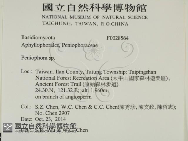 筍殼菌屬藏品圖，第2張