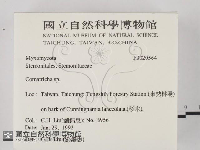 登錄號:F0020564藏品圖，第2張