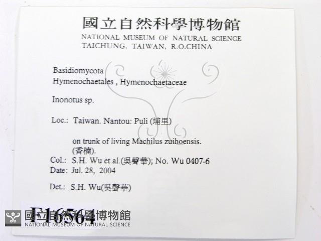 金邊纖孔菌藏品圖，第2張