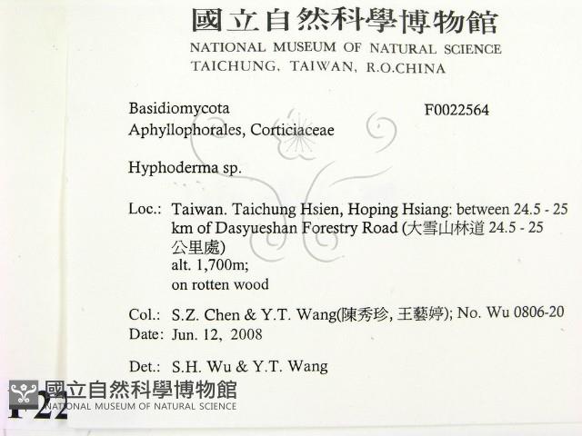 絲皮菌屬藏品圖，第2張