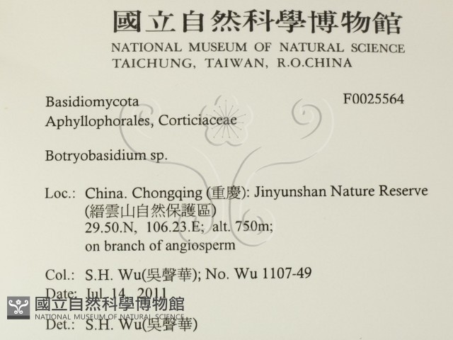 串擔革菌屬藏品圖，第2張