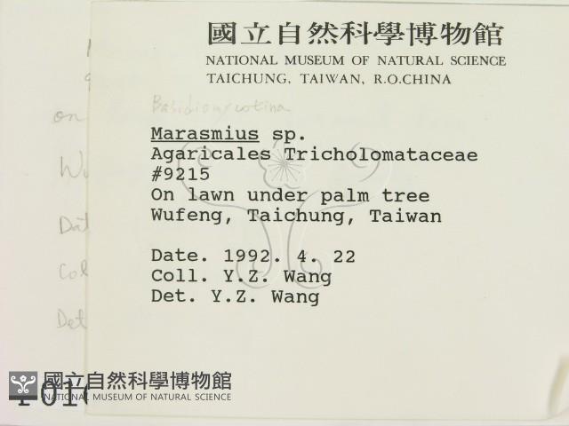 小皮傘屬藏品圖，第2張