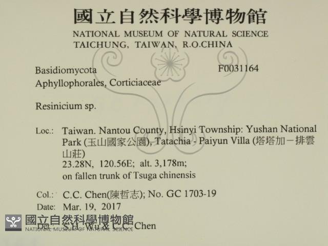 樹脂殼菌屬藏品圖，第2張