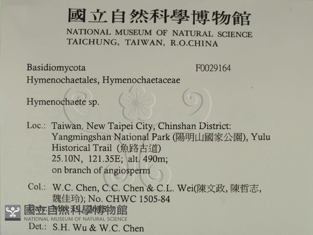 刺革菌屬藏品圖，第2張