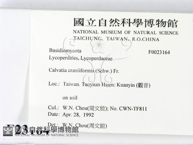 頭狀禿馬勃藏品圖，第2張