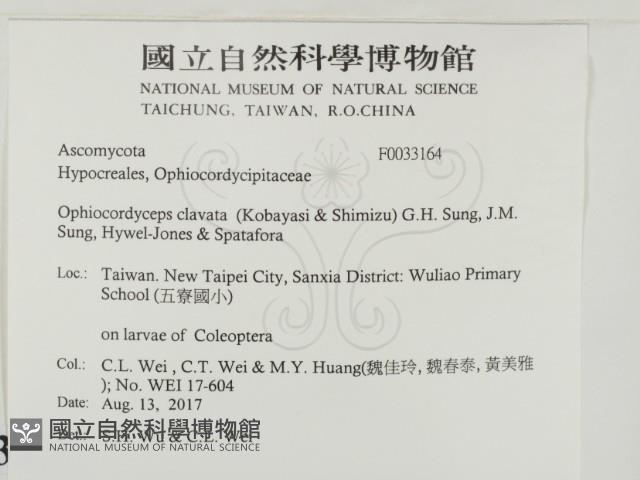 登錄號:F0033164藏品圖，第2張