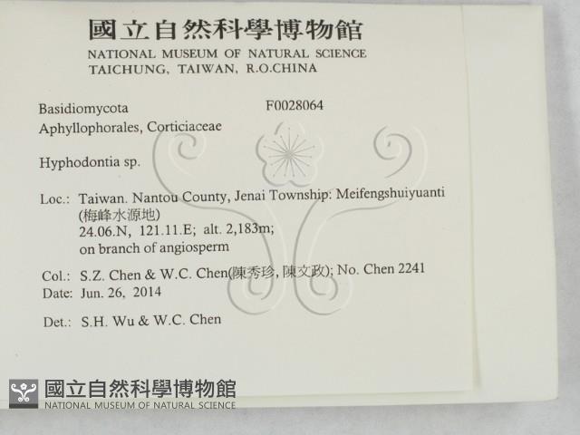 絲齒菌屬藏品圖，第2張