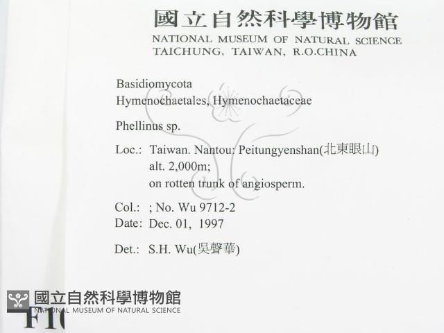 木層孔菌屬藏品圖，第2張
