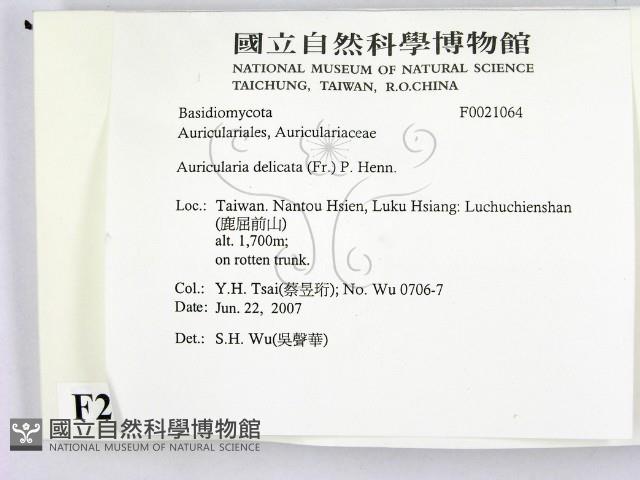 皺木耳藏品圖，第2張