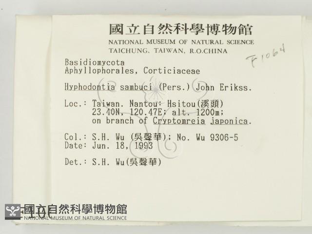 冇骨消絲齒菌藏品圖，第2張
