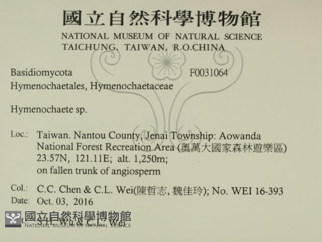 刺革菌屬藏品圖，第2張