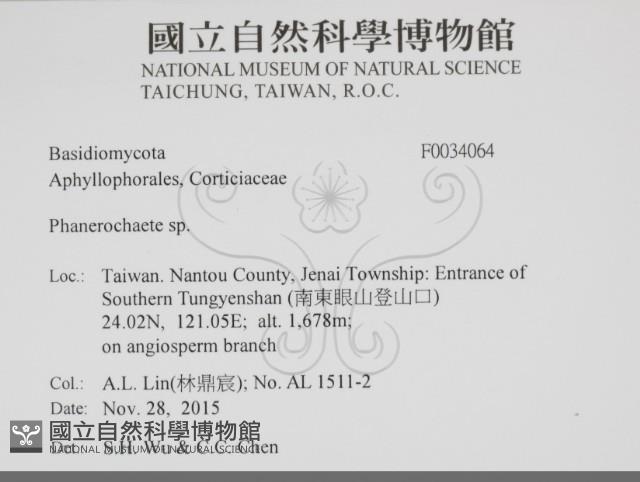 顯絲菌屬藏品圖，第2張