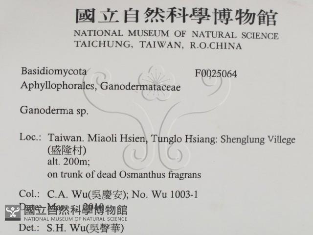 靈芝屬藏品圖，第2張