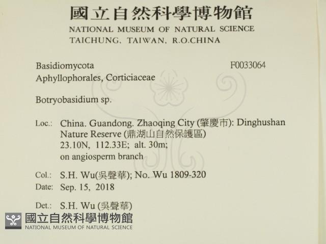 串擔革菌屬藏品圖，第2張