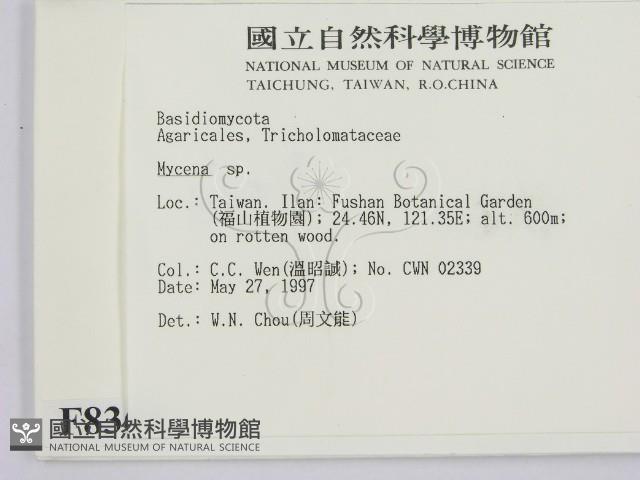 小菇屬藏品圖，第2張