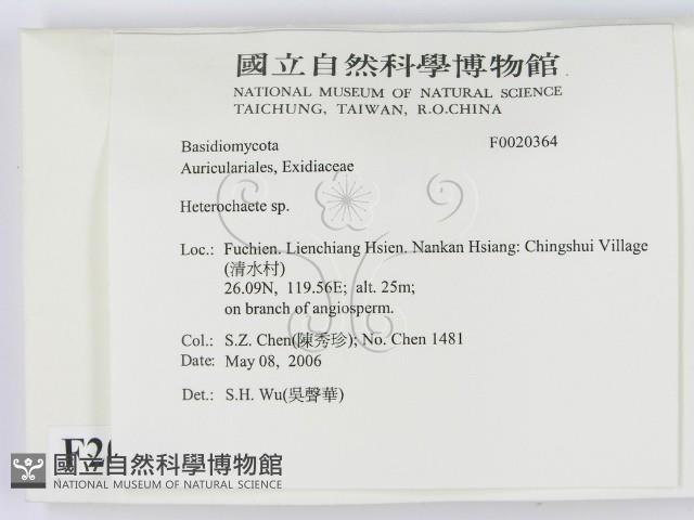 刺皮菌屬藏品圖，第2張