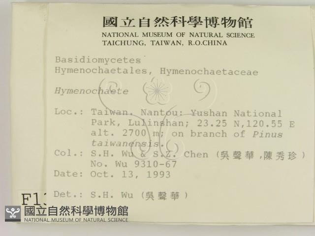 刺革菌屬藏品圖，第2張