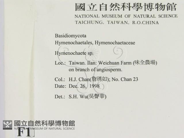 刺革菌屬藏品圖，第2張