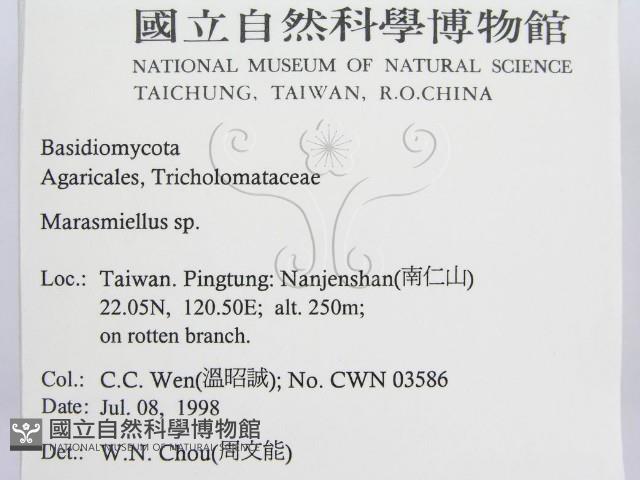 微皮傘屬藏品圖，第2張