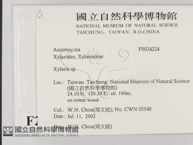 炭角菌屬藏品圖，第2張