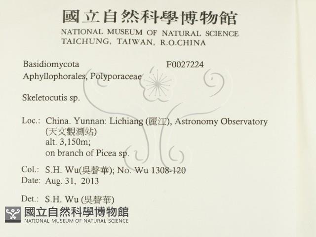 骨皮菌屬藏品圖，第2張