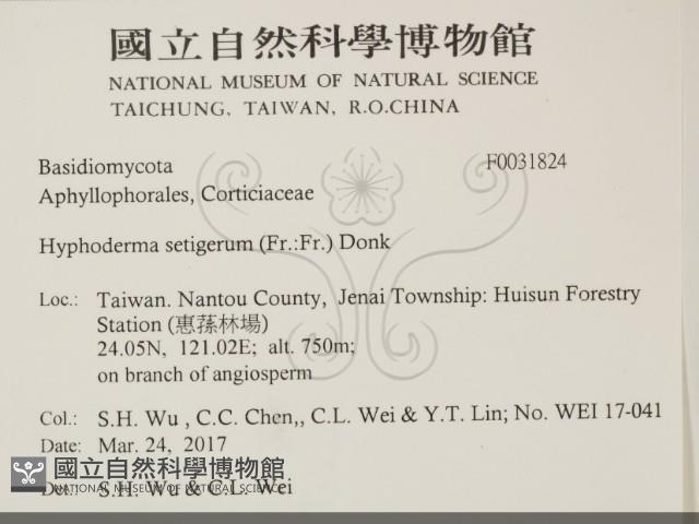 剛毛絲皮菌藏品圖，第2張