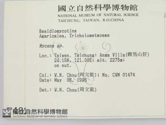 小菇屬藏品圖，第2張