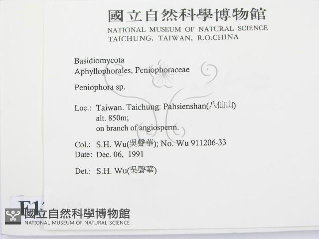 筍殼菌屬藏品圖，第2張