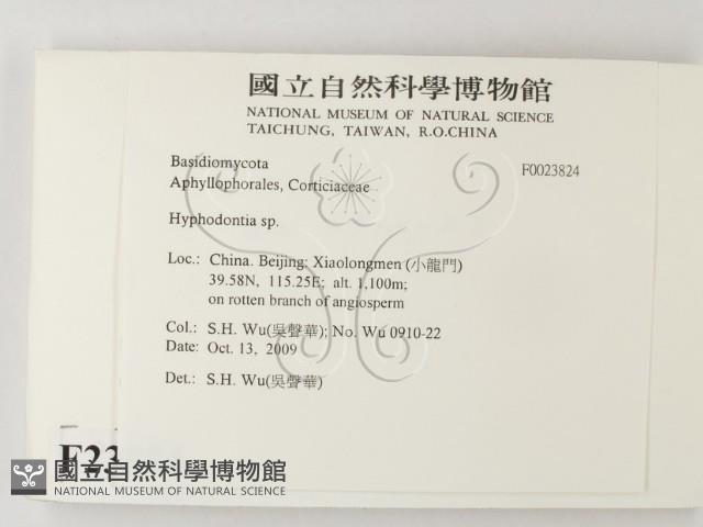 絲齒菌屬藏品圖，第2張