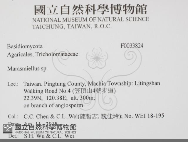 微皮傘屬藏品圖，第2張