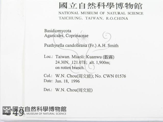 登錄號:F0004924藏品圖，第2張