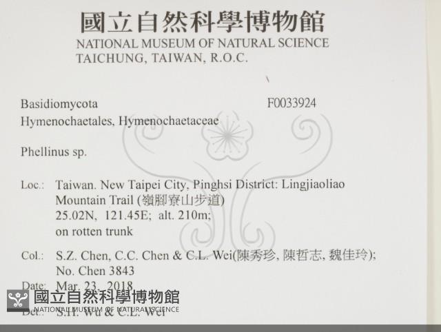 木層孔菌屬藏品圖，第2張