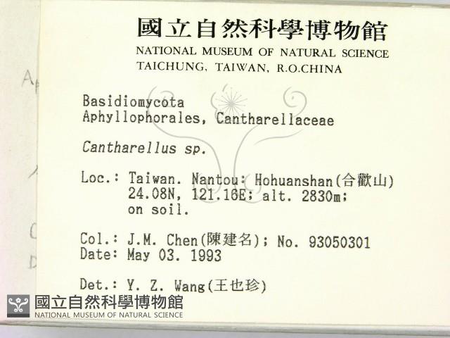 雞油菌屬藏品圖，第2張