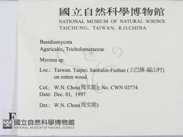 小菇屬藏品圖，第2張