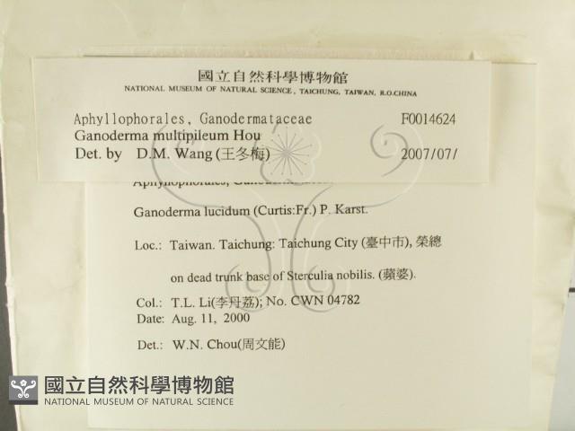 重傘靈芝藏品圖，第2張