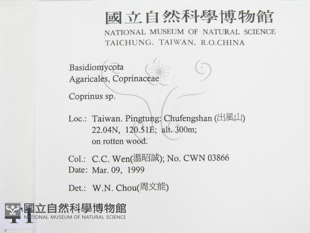 鬼傘屬藏品圖，第2張