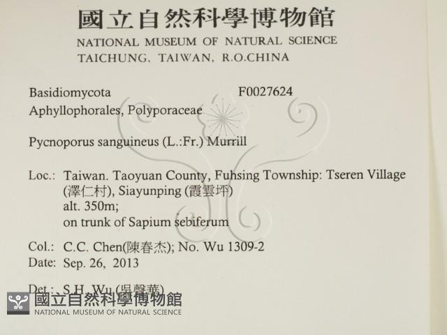 血紅密孔菌藏品圖，第2張