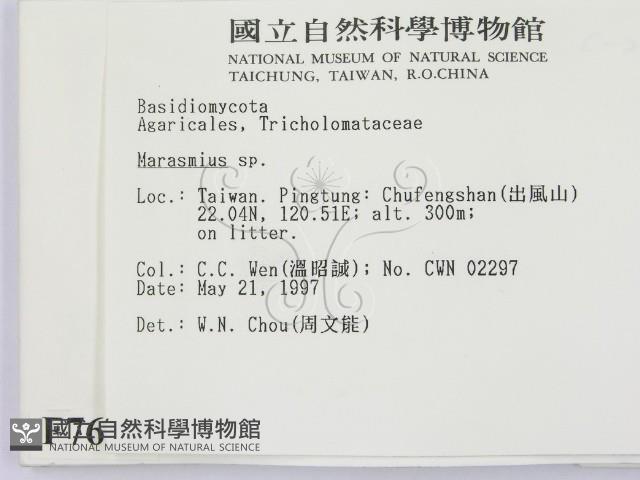 小皮傘屬藏品圖，第2張