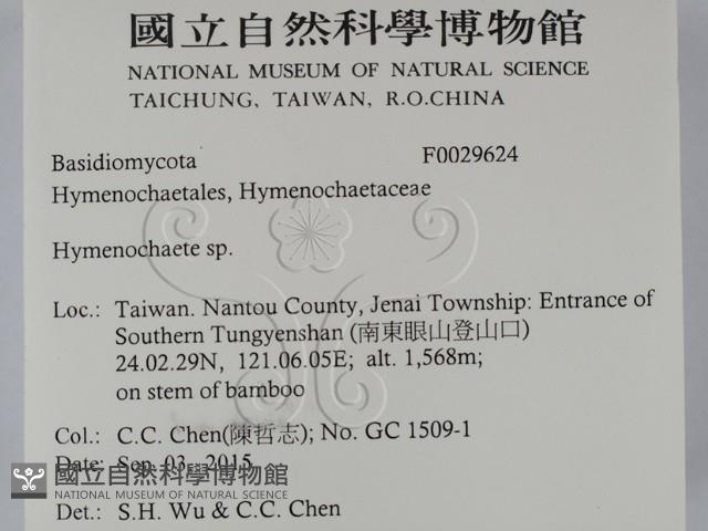 刺革菌屬藏品圖，第2張