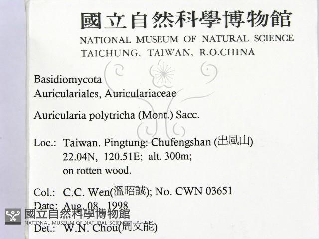 毛木耳藏品圖，第2張