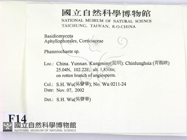 顯絲菌屬藏品圖，第2張