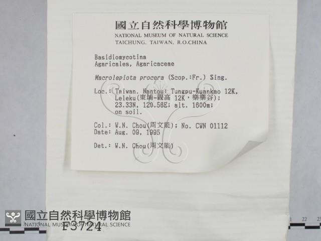 高大環柄菇藏品圖，第2張