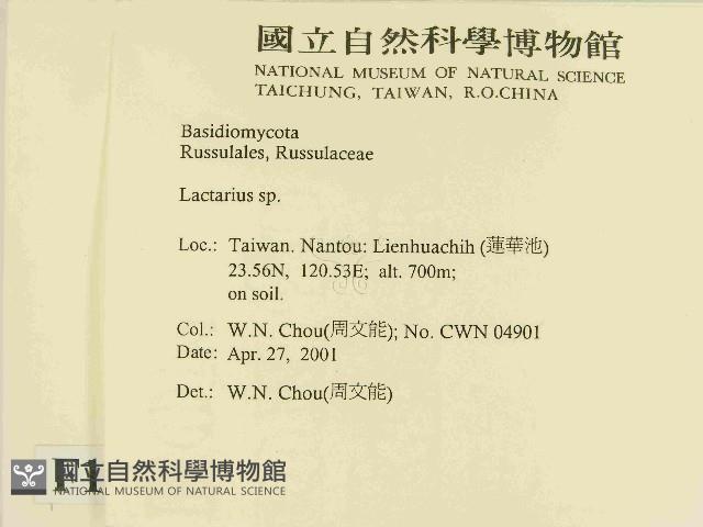 乳菇屬藏品圖，第2張