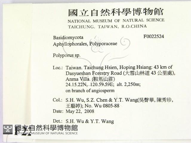 多孔菌屬藏品圖，第2張