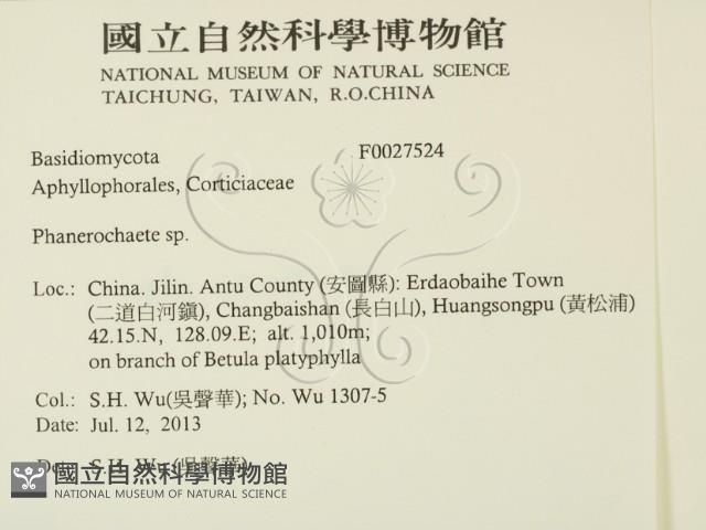 顯絲菌屬藏品圖，第2張