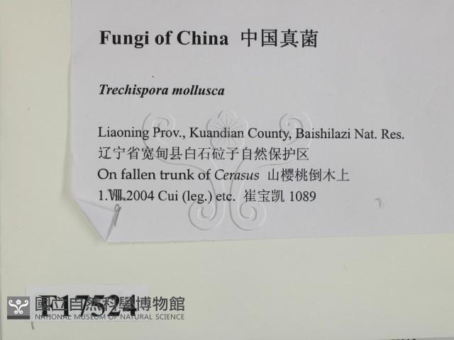 登錄號:F0017524藏品圖，第2張