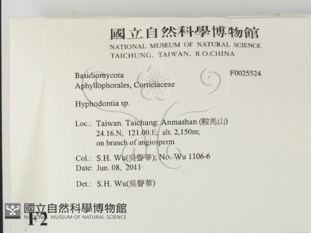 絲齒菌屬藏品圖，第2張