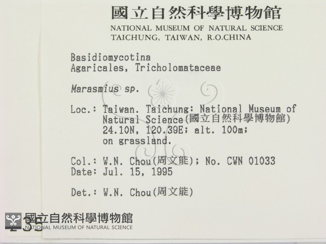 小皮傘屬藏品圖，第2張
