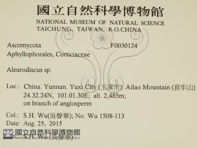 盤革菌屬藏品圖，第2張
