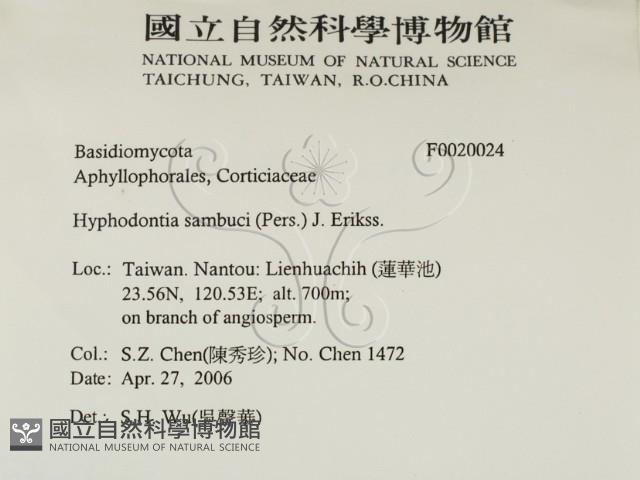 冇骨消絲齒菌藏品圖，第2張